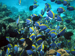 Image of Blue Surgeonfish