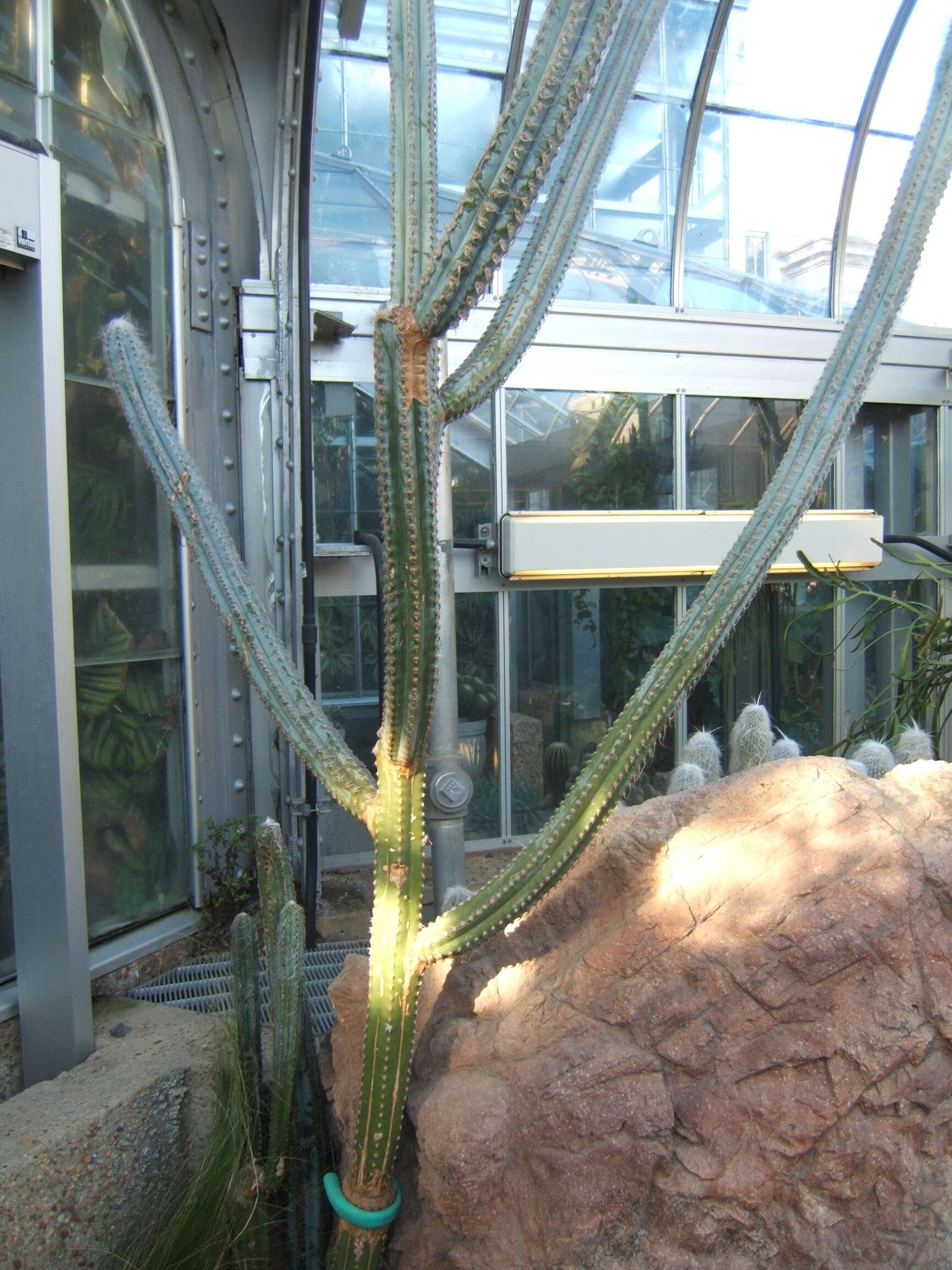 Pilosocereus fulvilanatus (Buining & Brederoo) F. Ritter的圖片