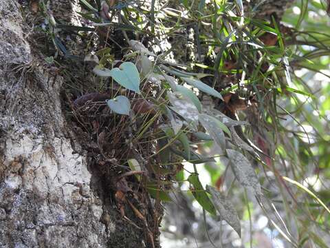 Imagem de Pleurothallis correllii Luer