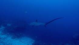 Image of thresher sharks