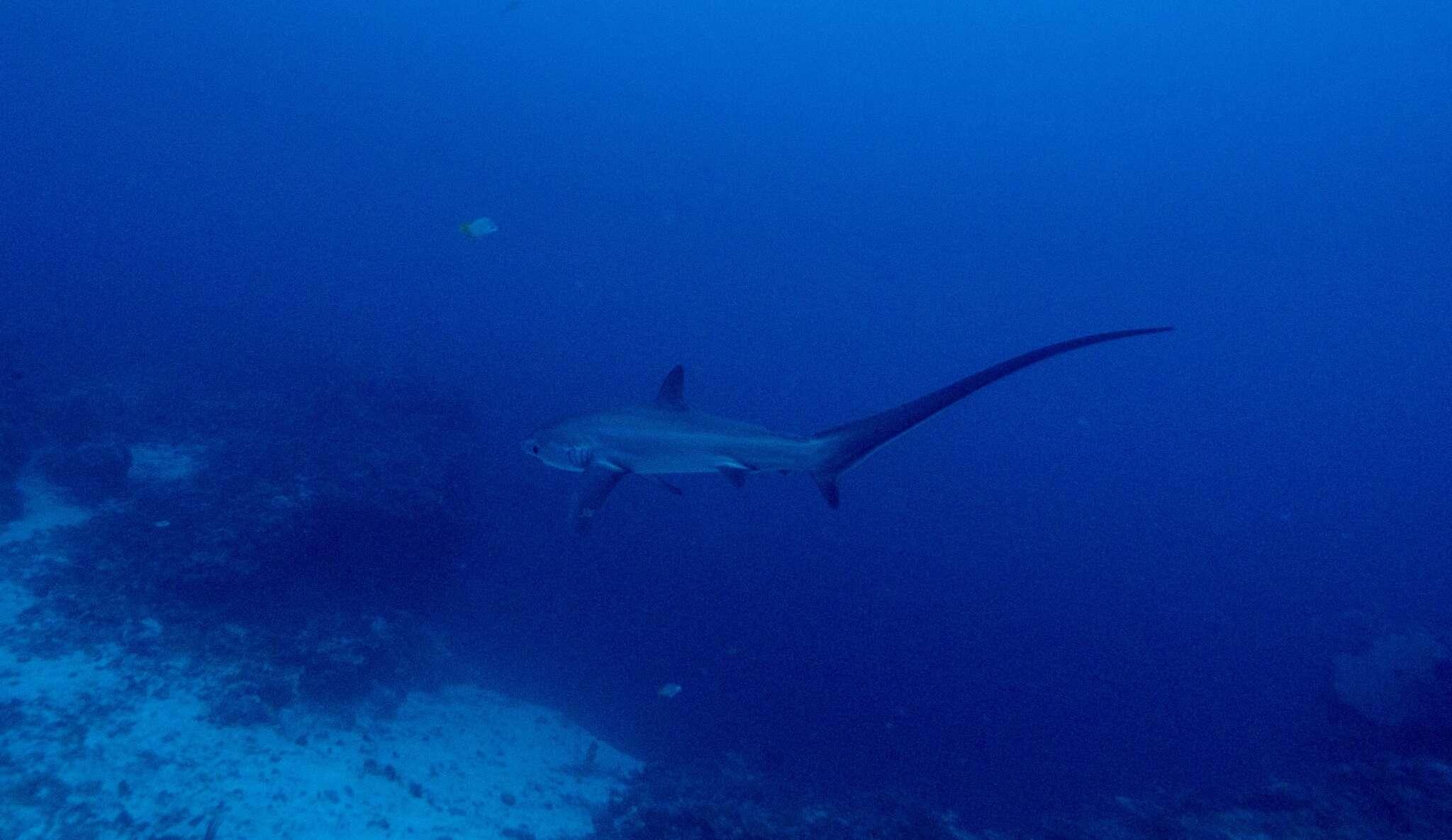 Image of thresher sharks