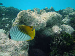 Image of Cross-stripe Butterfly