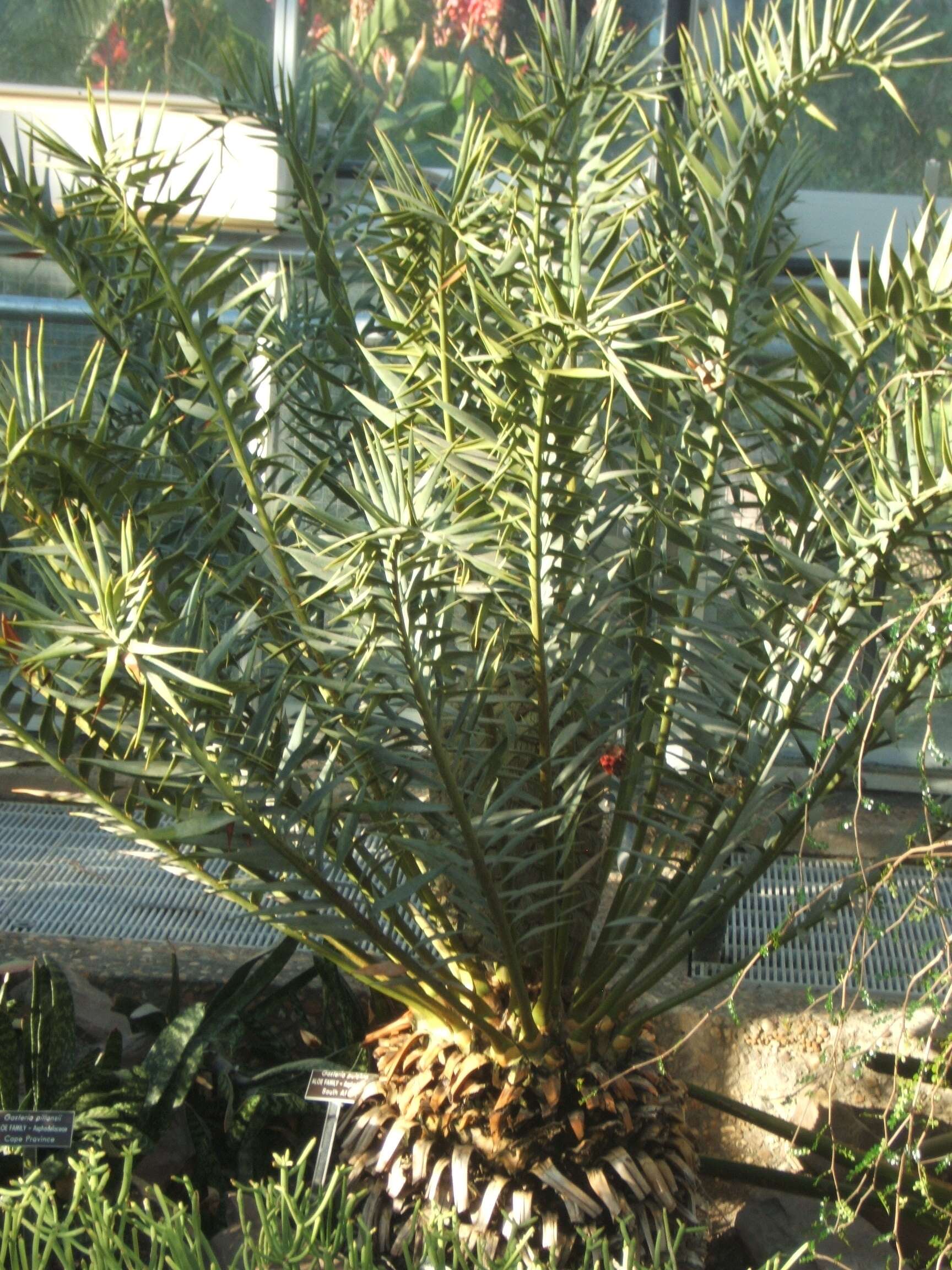 Image of Eastern Cape Blue Cycad