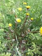 Image of Taraxacum boekmanii Borgv.