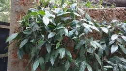 Image of Indian long pepper