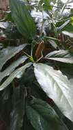 Image of Indian long pepper