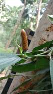 Image of Indian long pepper