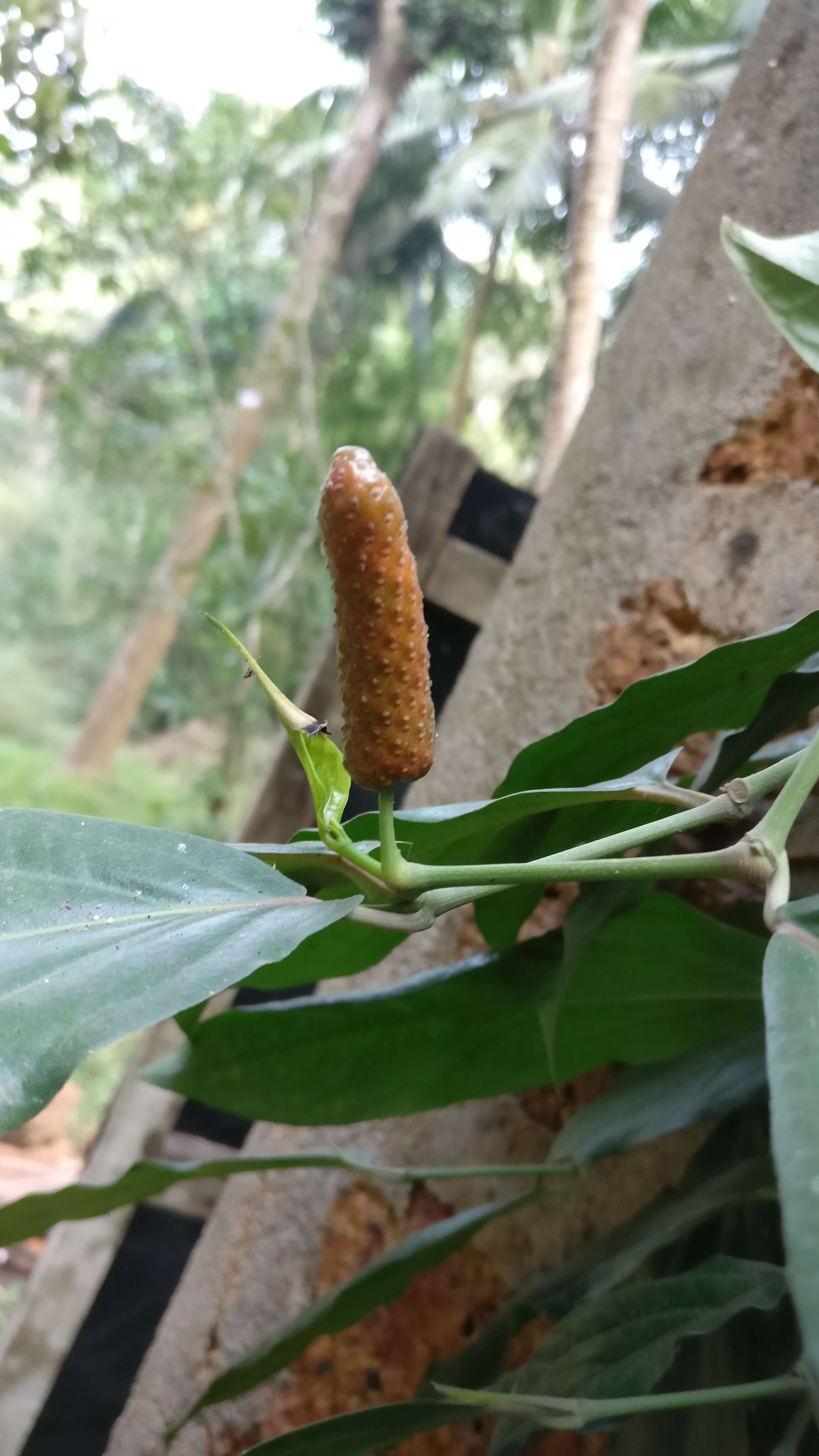 Image of Indian long pepper