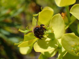 Image of Andrena vachali Pérez 1895