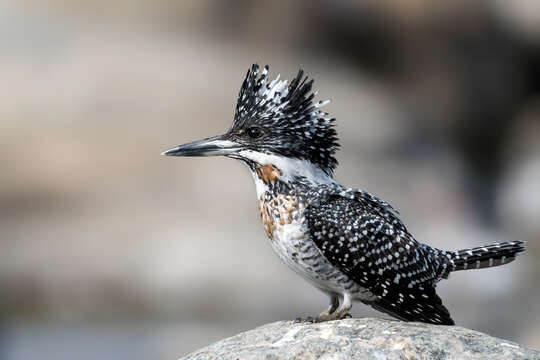 Image of Crested Kingfisher