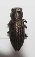 Image of Chrysobothris rossi Van Dyke 1942