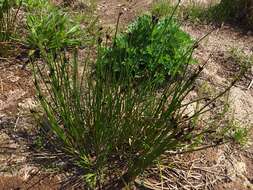 Image of Juncus beringensis Buch.