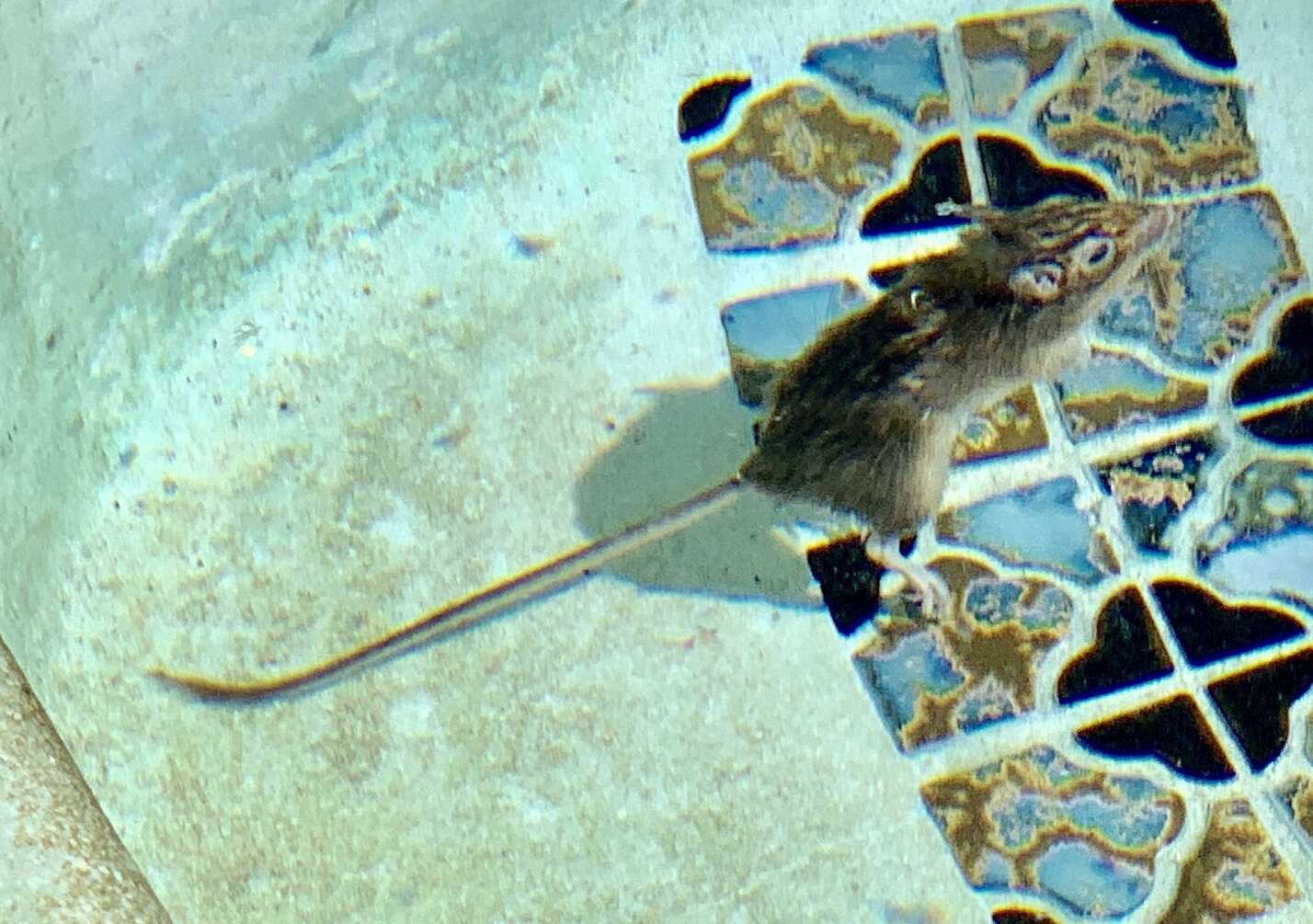 Image of California pocket mouse