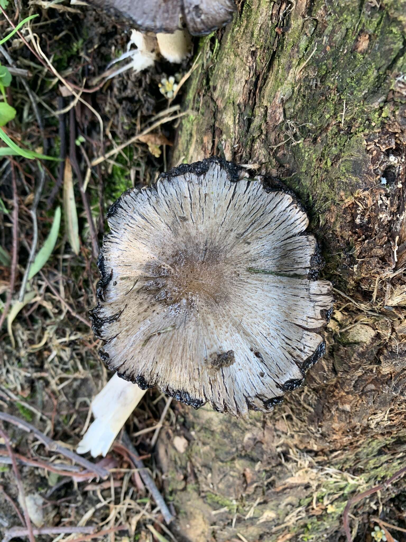 Coprinopsis romagnesiana (Singer) Redhead, Vilgalys & Moncalvo 2001的圖片