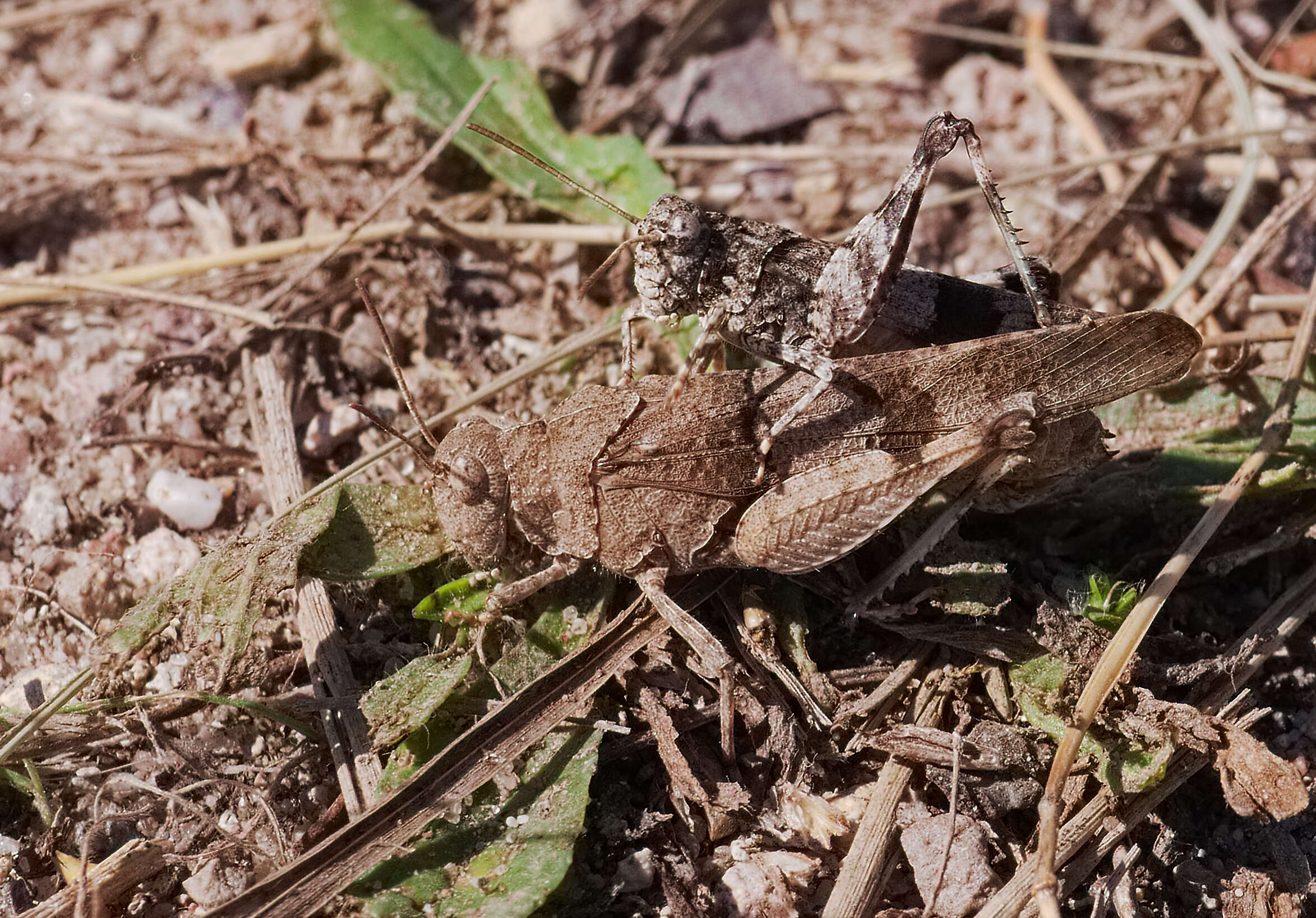 Image of blue-winged grasshopper