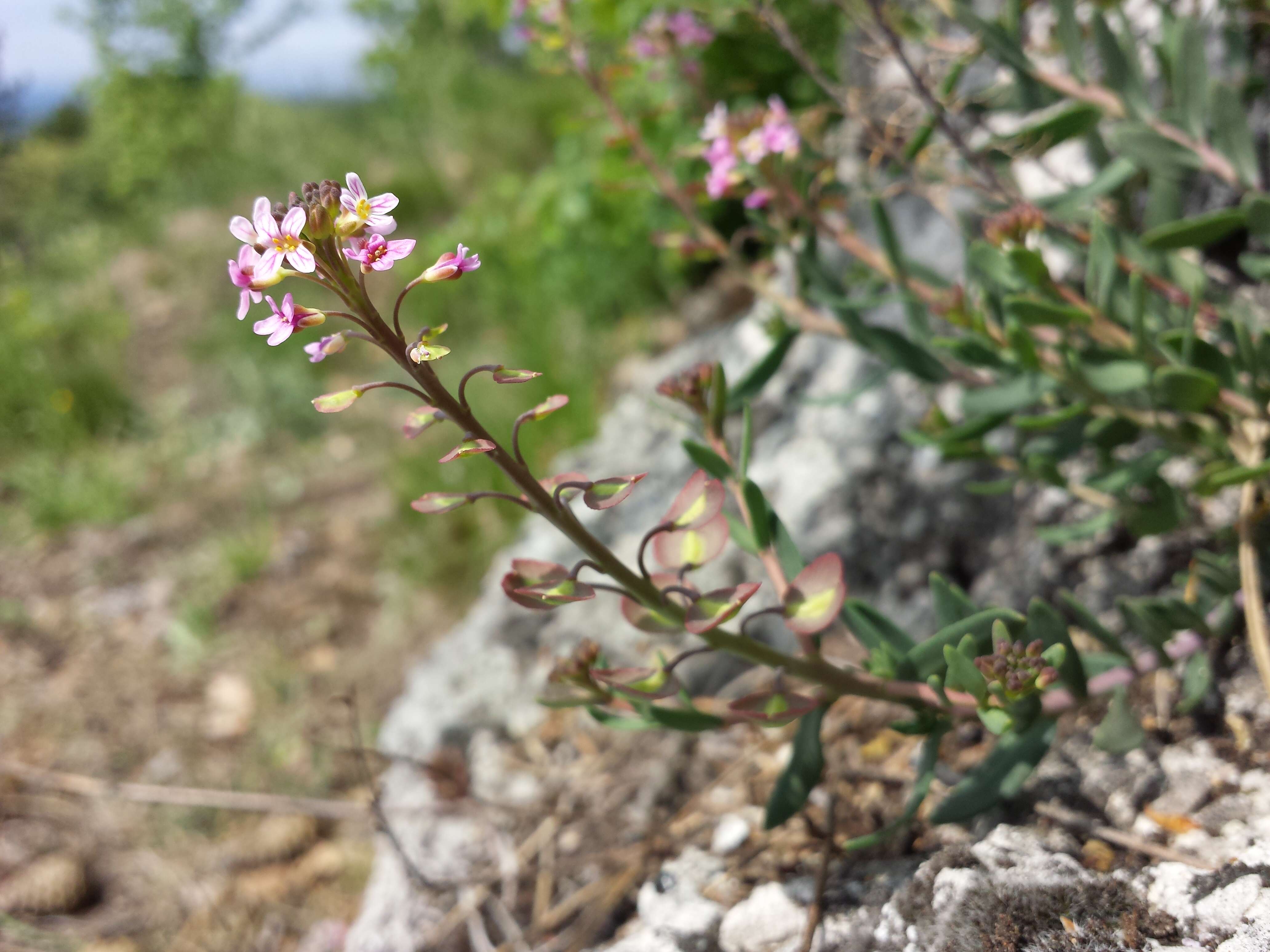 Image de Aethionema saxatile (L.) W. T. Aiton