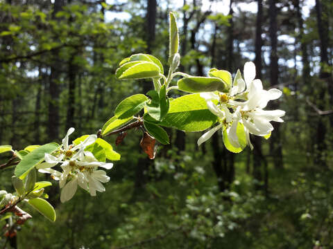 Image of Snowy Mespilus