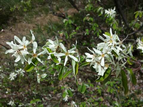 Image of Snowy Mespilus