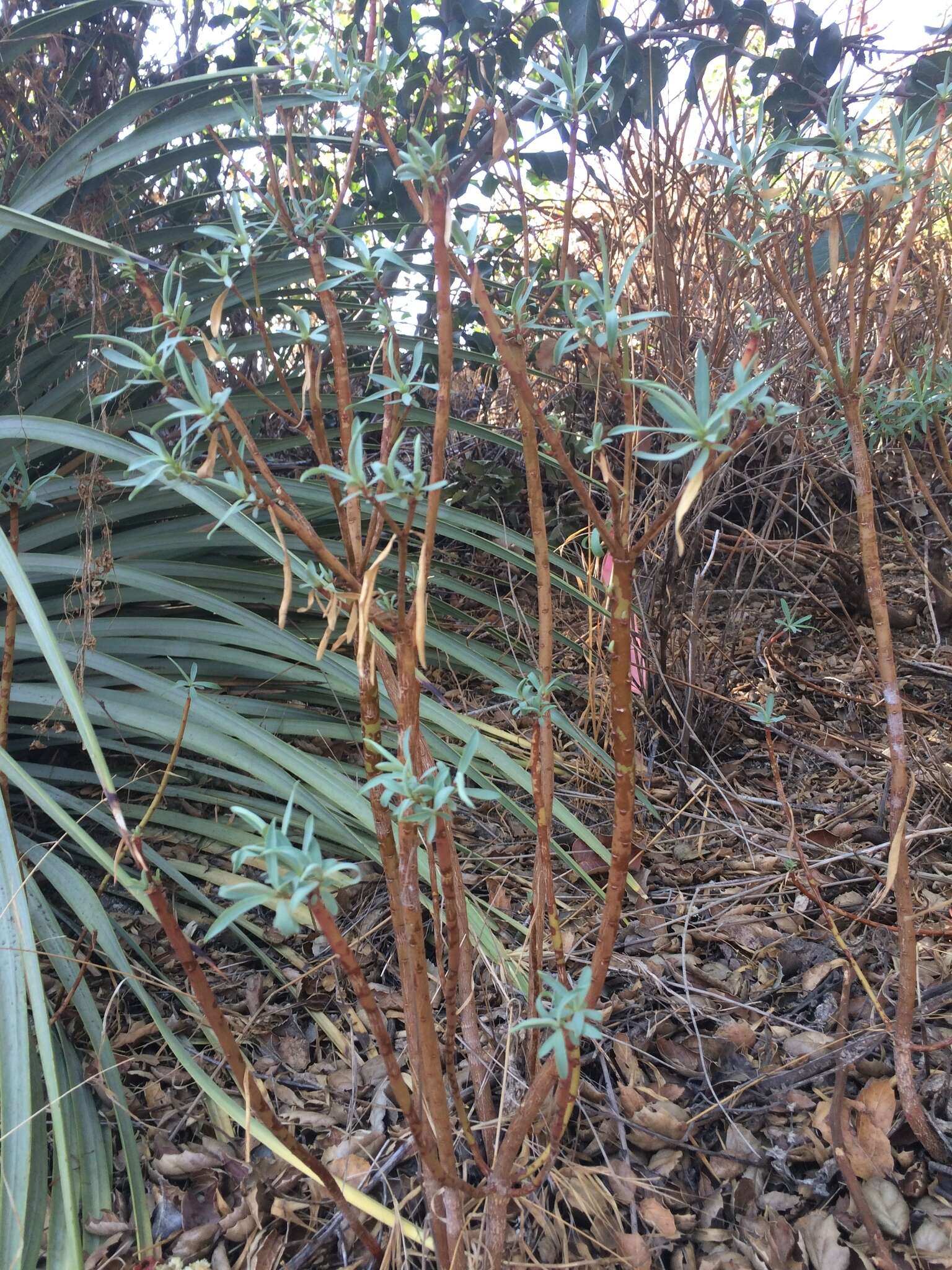 Слика од Euphorbia dendroides L.