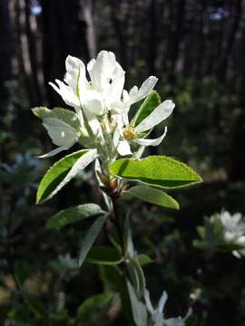 Image of Snowy Mespilus