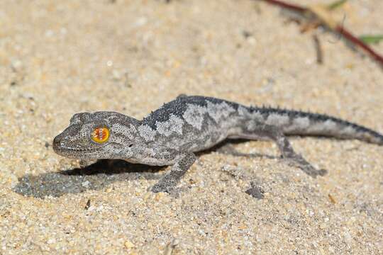 Image of Strophurus spinigerus (Gray 1842)