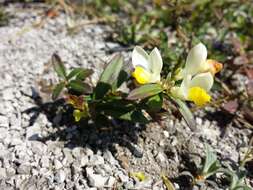 Image of shrubby milkwort