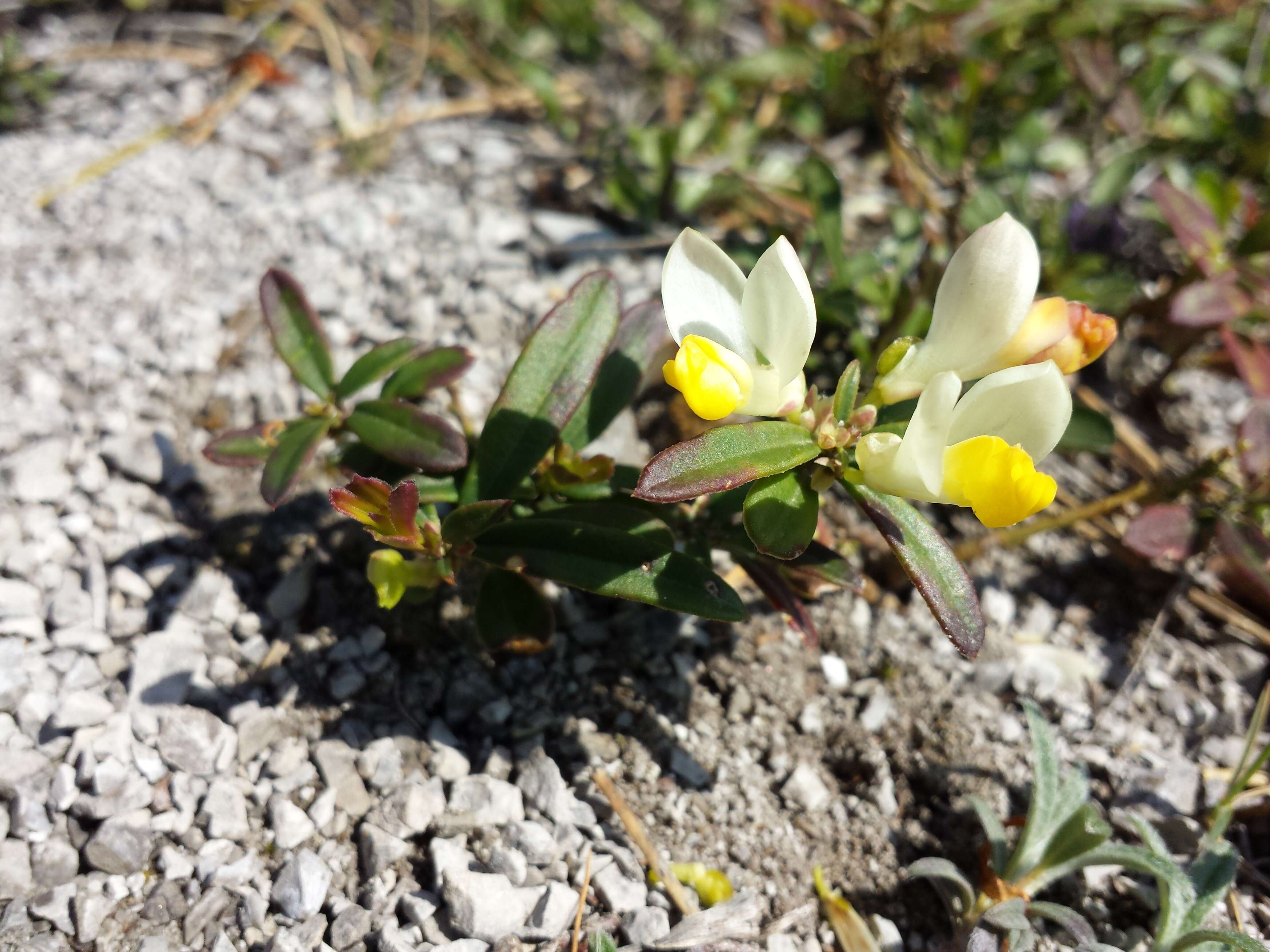 Image of shrubby milkwort