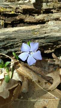 Image of Common Periwinkle