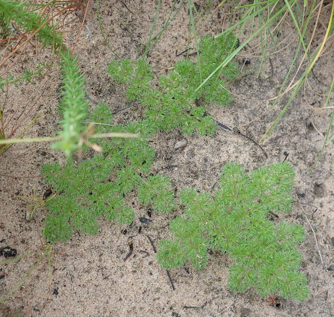 Image of Annesorhiza macrocarpa Eckl. & Zeyh.