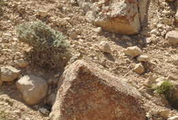 Image of Afghan Pika