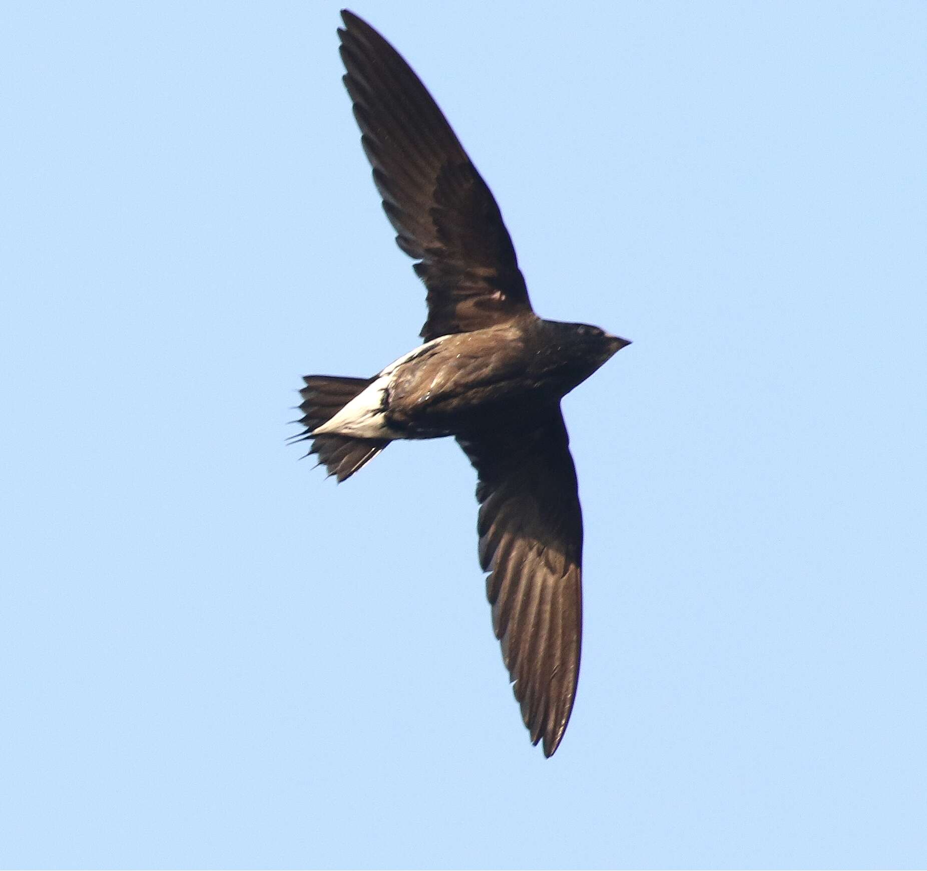 Image of Brown-backed Needletail