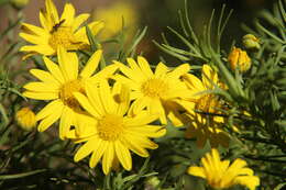 Image of Euryops brownei S. Moore