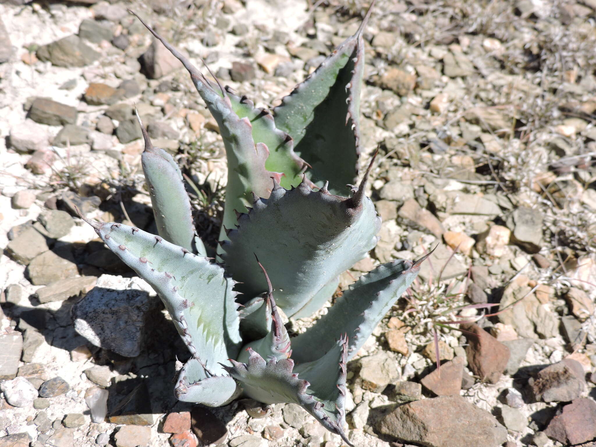 Image of Agave marmorata Roezl