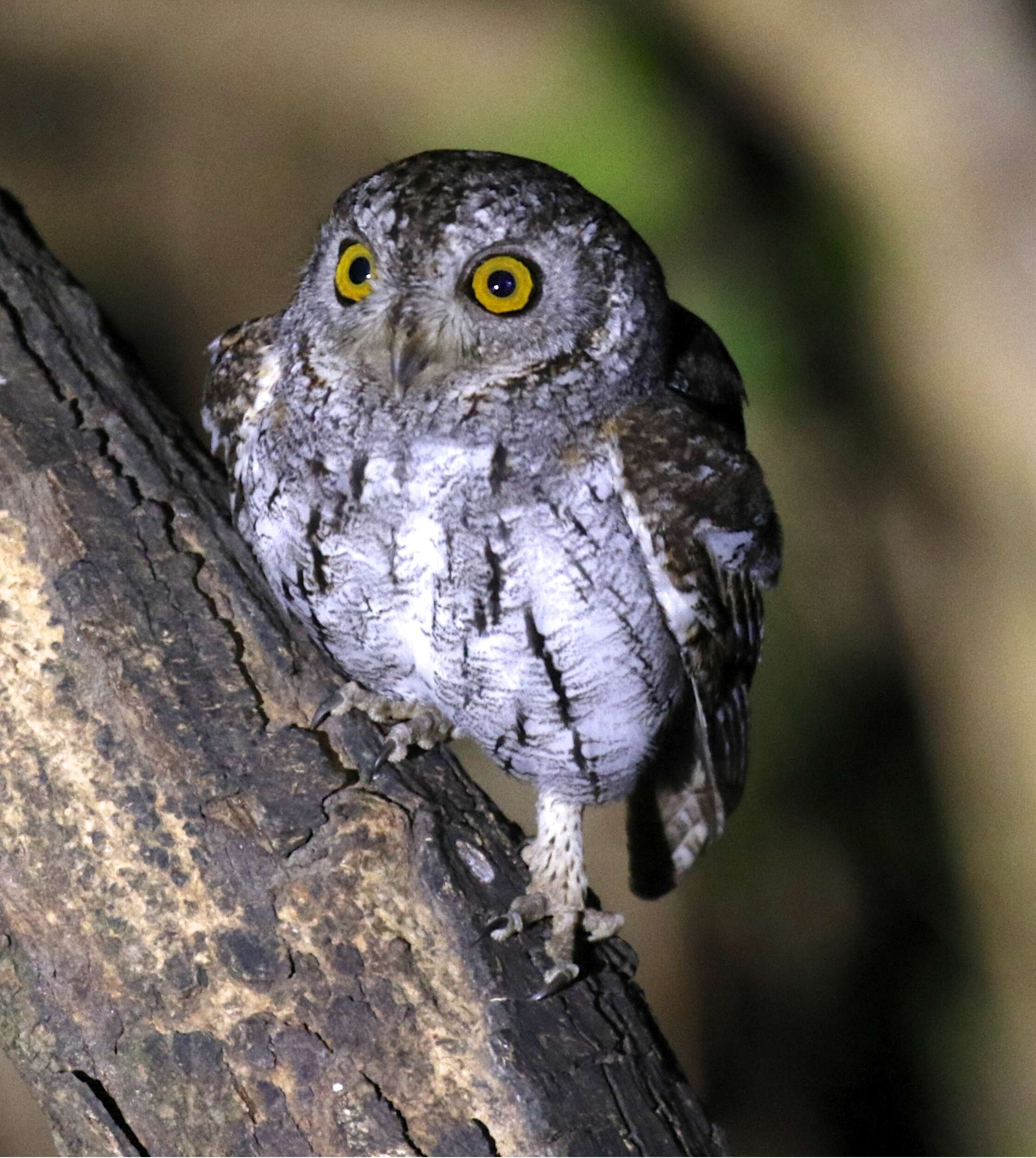 Image of Oriental Scops Owl