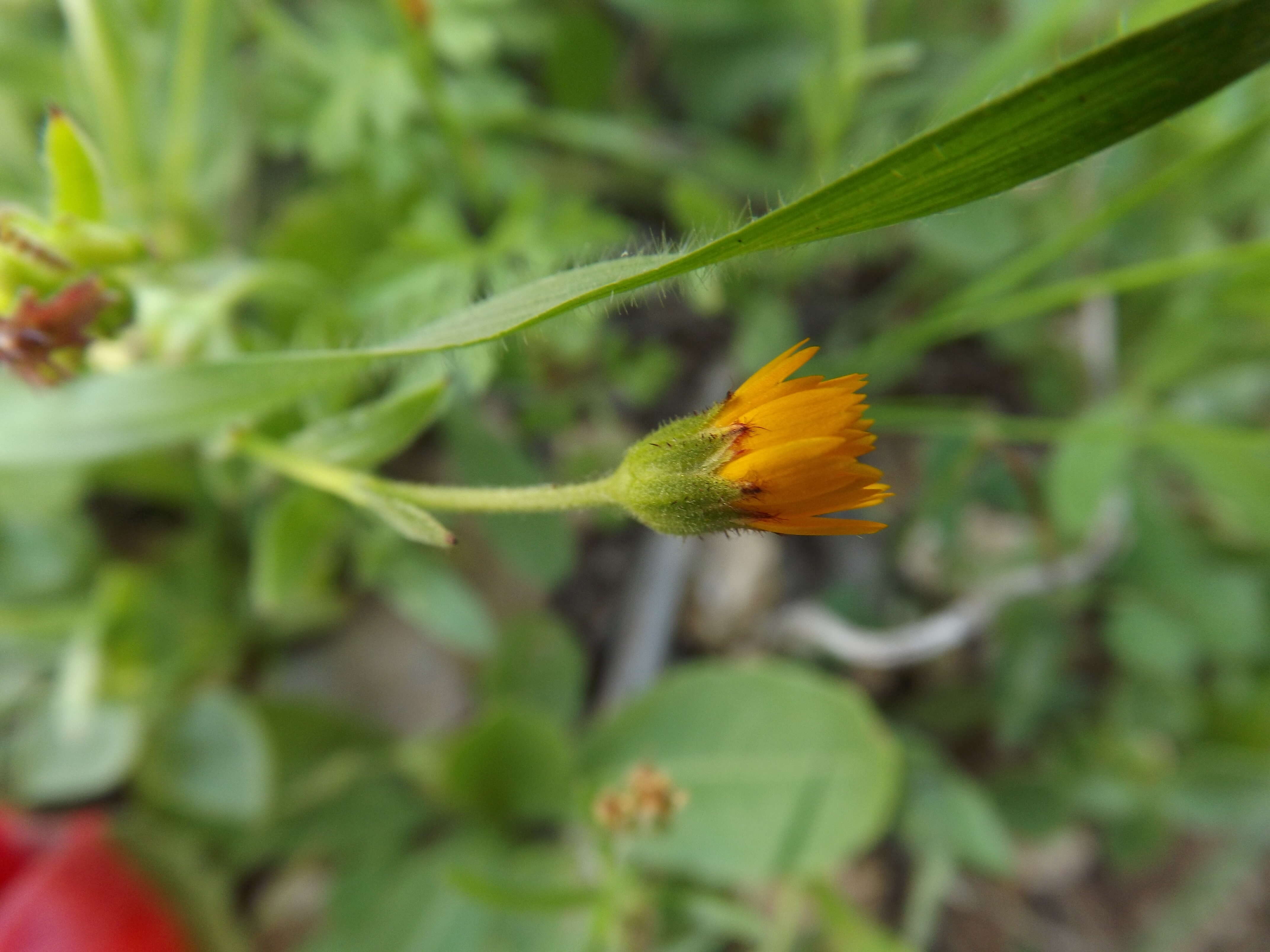 Image of field marigold