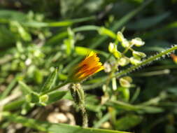 Image of field marigold