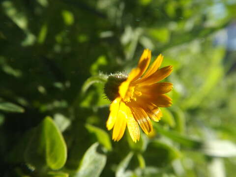 Image of field marigold