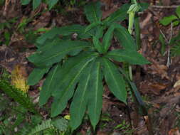 Sivun Arisaema heterophyllum Blume kuva