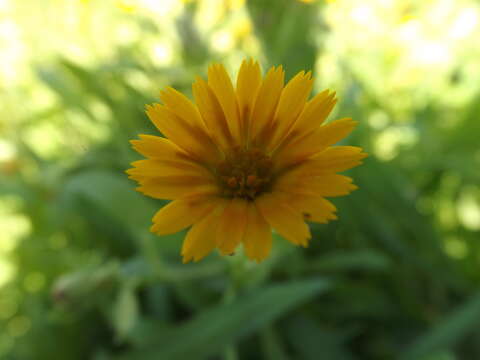 Image of field marigold