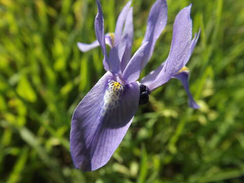 Plancia ëd Moraea sisyrinchium (L.) Ker Gawl.