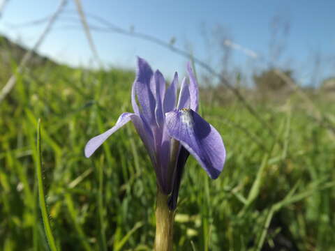 Image of Barbary Nut Iris