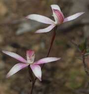 Image of Spicy caps