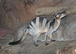 Image of banded palm civet