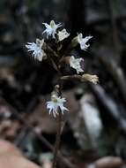 Image of Cheirostylis cochinchinensis Blume