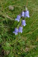 Image of Bearded Bellflower