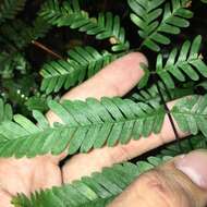 Image of Pteris bella Tag.