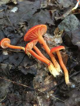 Image of Hygrocybe miniata (Fr.) P. Kumm. 1871