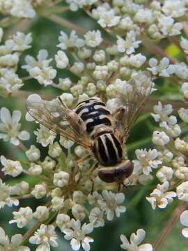 Imagem de Eurimyia stipatus (Walker 1849)