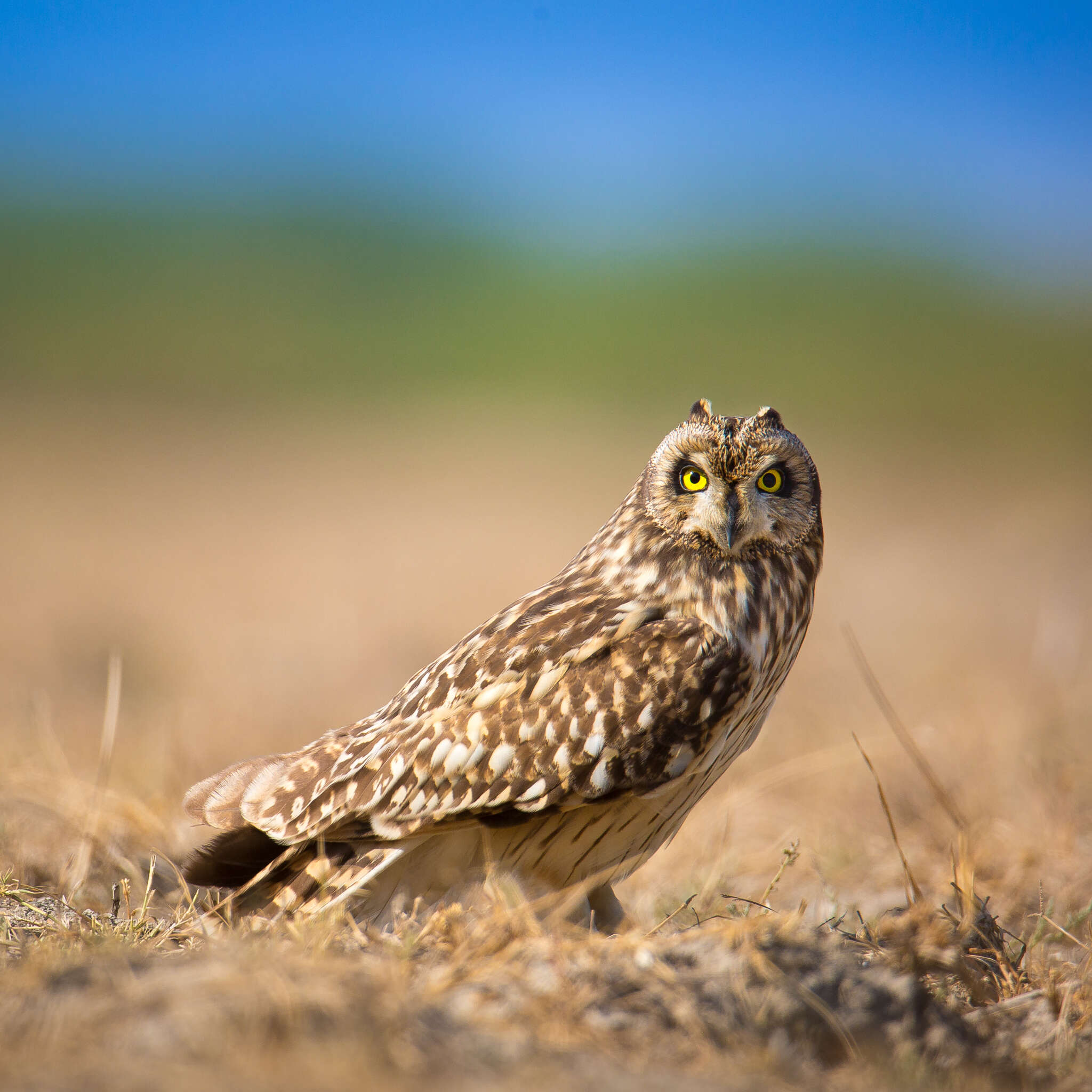 Image de Hibou des marais