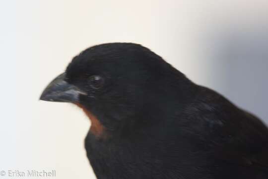 Image of Antillean bullfinches